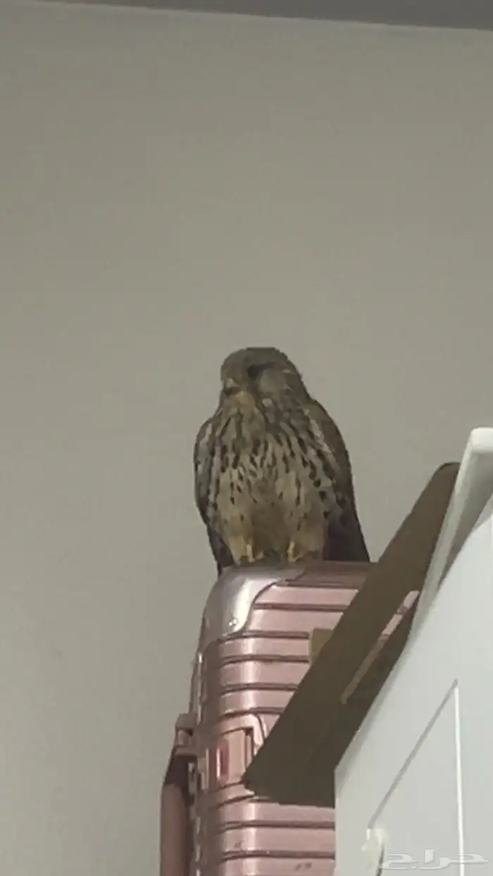 باشق للبيع 0