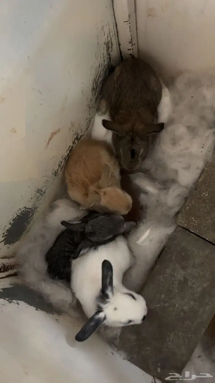 ارانب فلاندر الماني () انثى مولدة ارانب بابيون 3