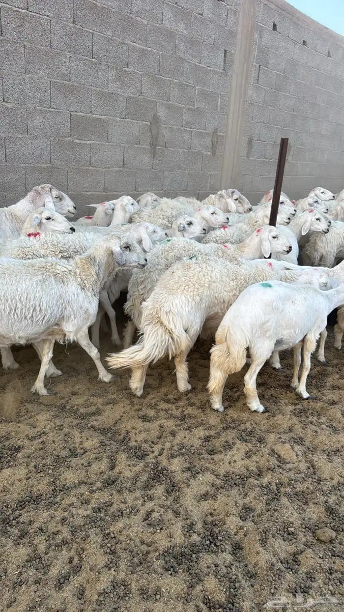 ضان حريات جذعه ثنية رباع اغلب الغنم 1