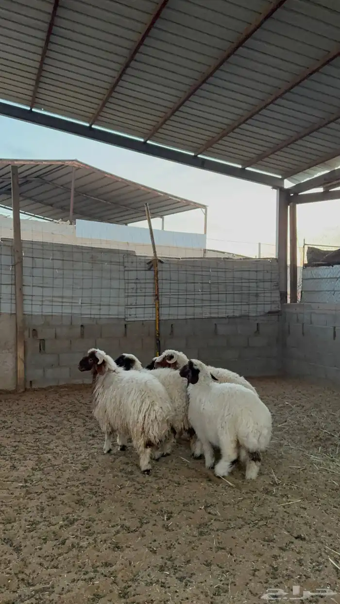 خرفان ورخال نعيم 1