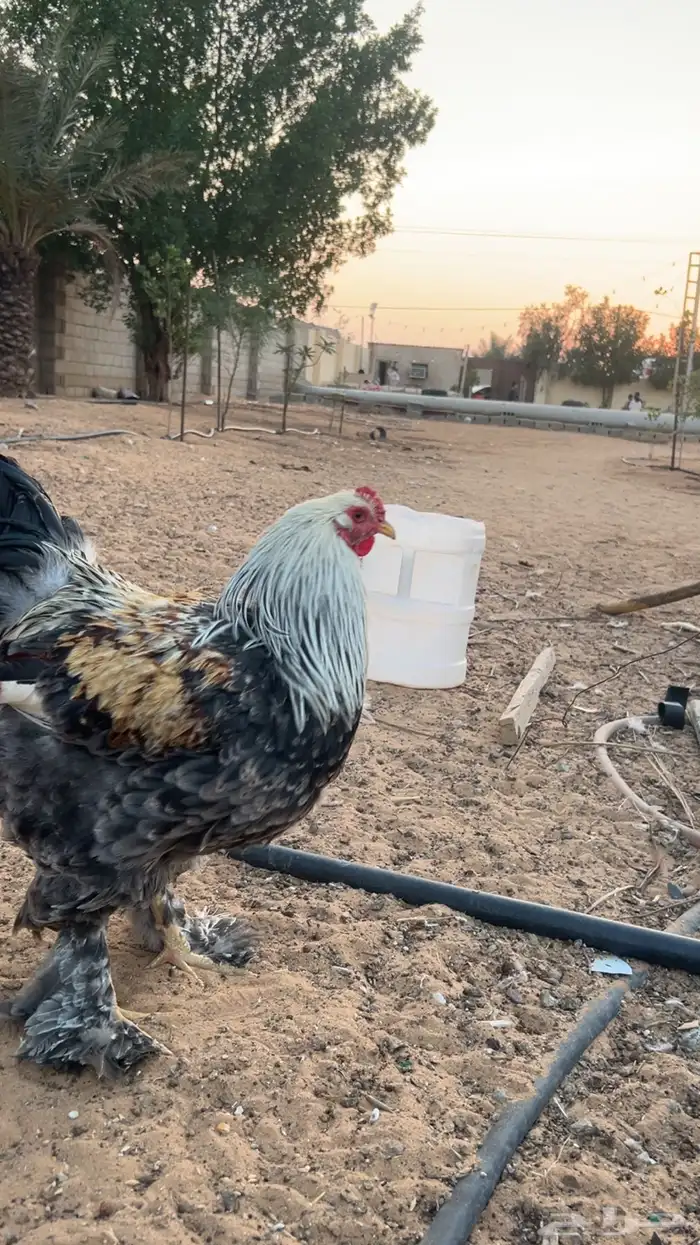 للبيع 3 ديكه براهما 1