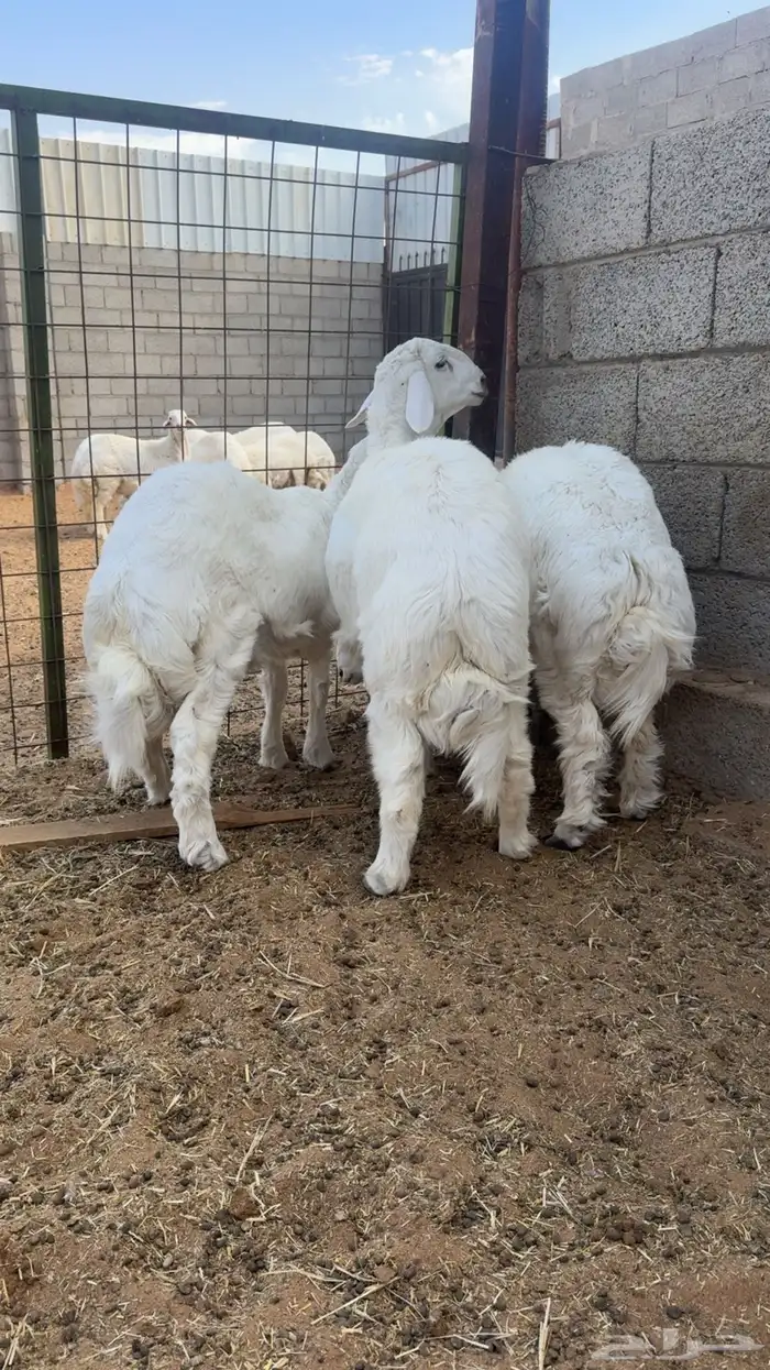 ذبايح حري نظيف شرط 2