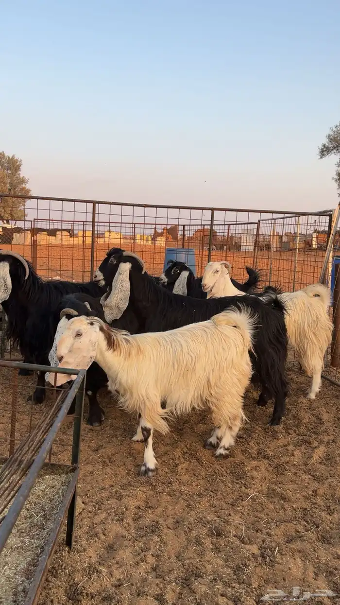 للبيع معزا 4