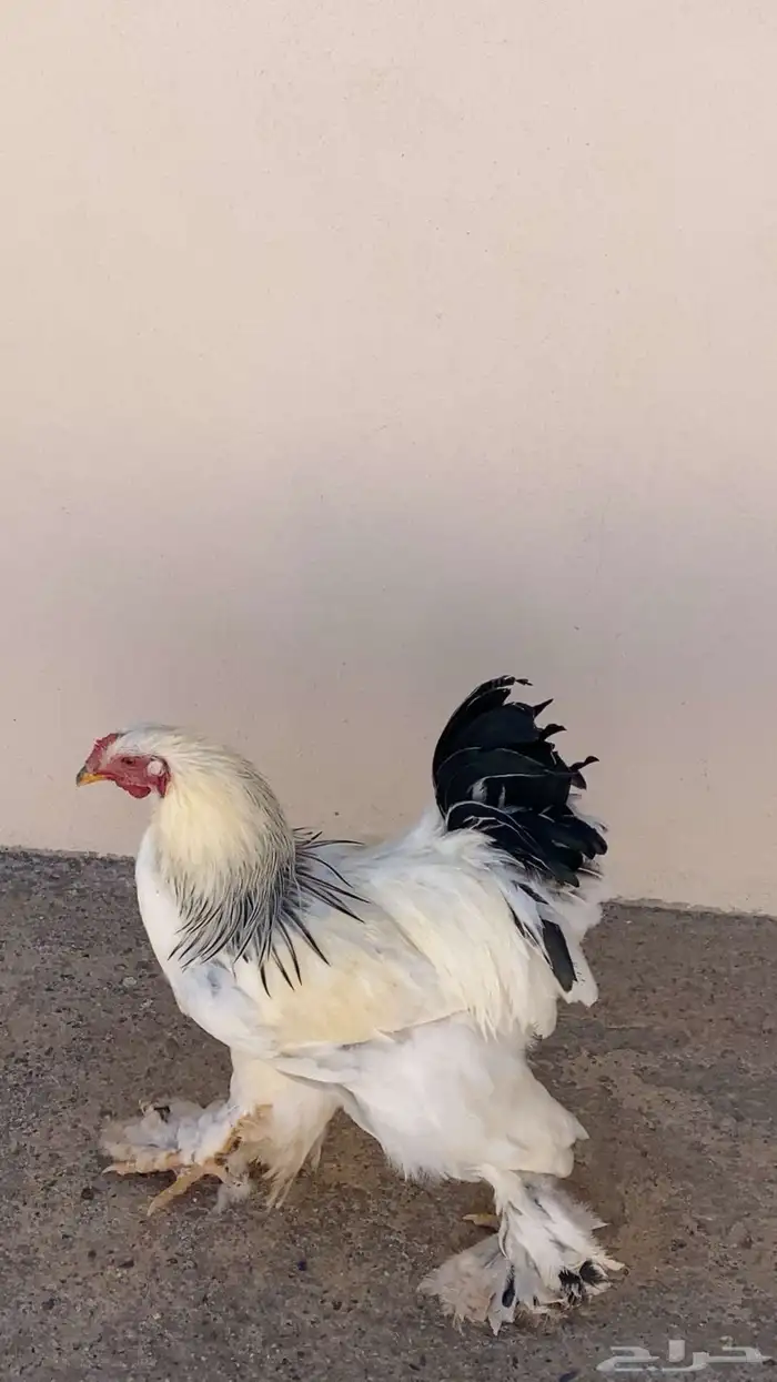 ديك براهما كولمبي للبيع 0