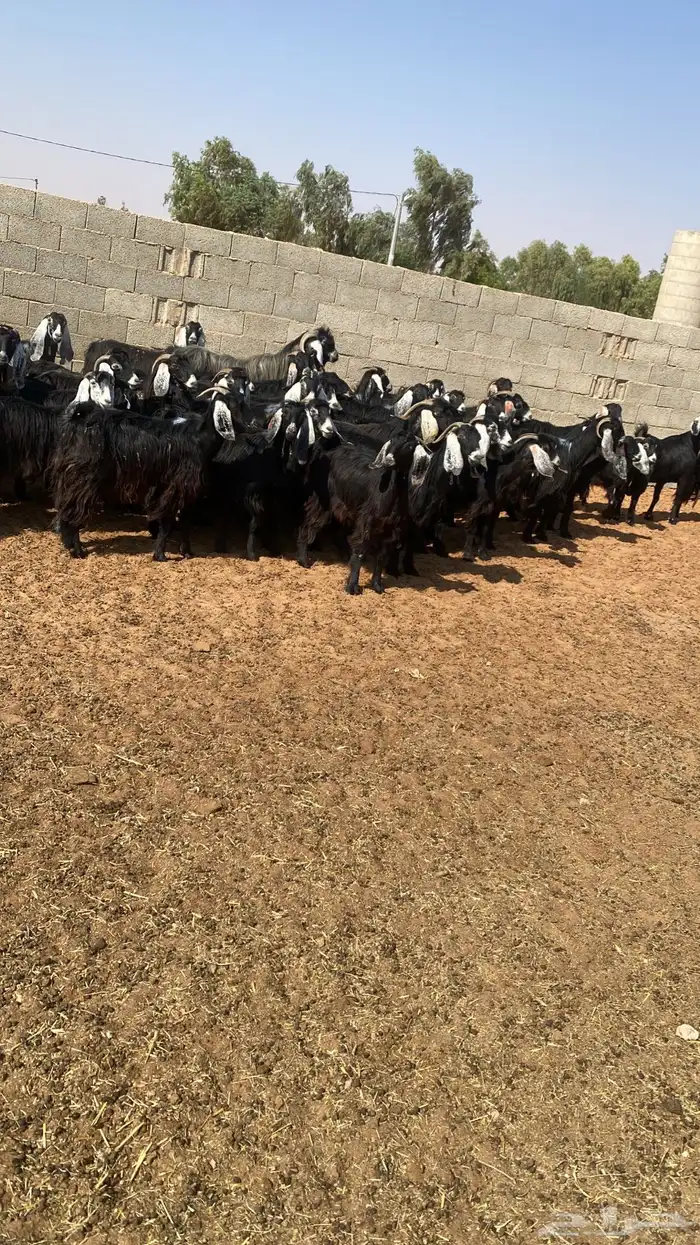 معزاء عوارض 5