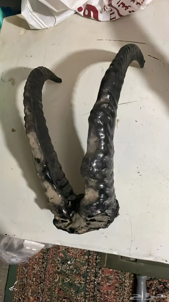 قرون وعل طبيعي 3