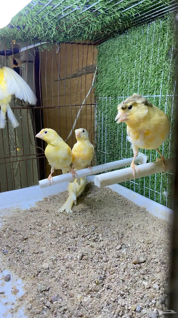 فروخ كناري سوري 2