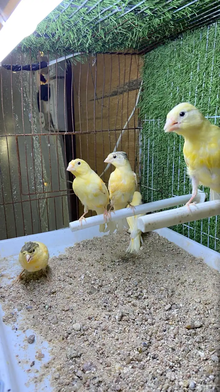 فروخ كناري سوري 0