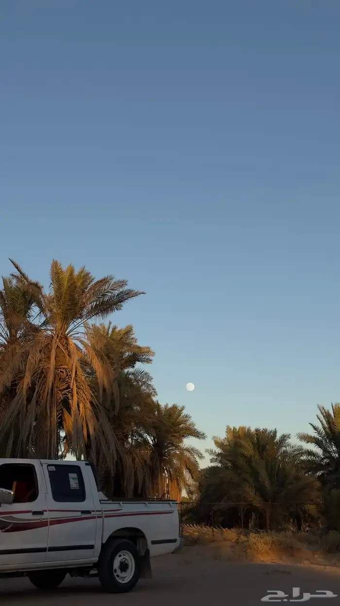 نخخل سلج خشرم صقعي متعدد للبيع سمح 7