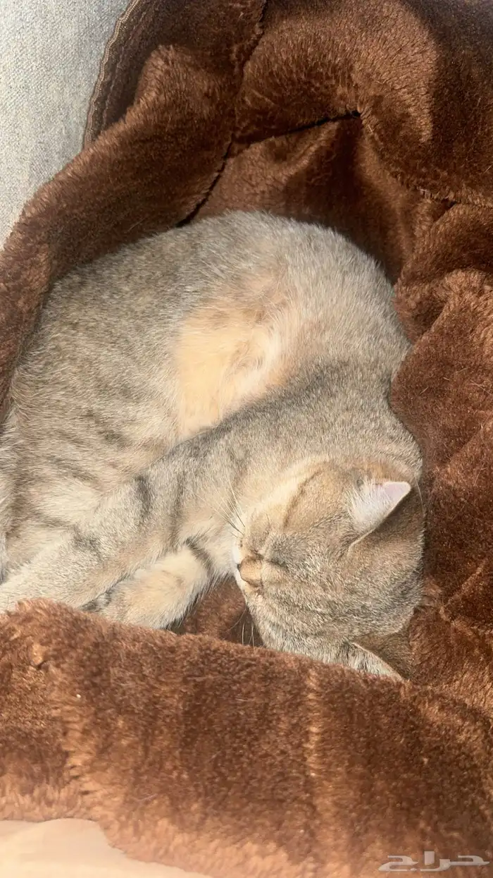 قط بريتش للبيع معا اغراضه انثى 6