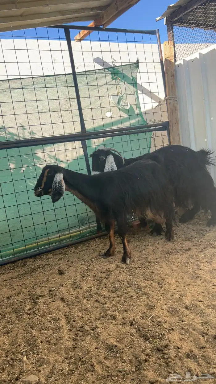 معزا عوارض طيبه ب الحيل دفيع كلها 0