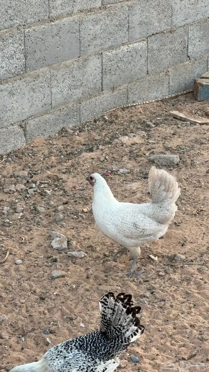 دجاج للبيع 5