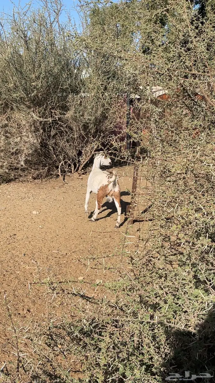 عنز سنها قرح شباب 1