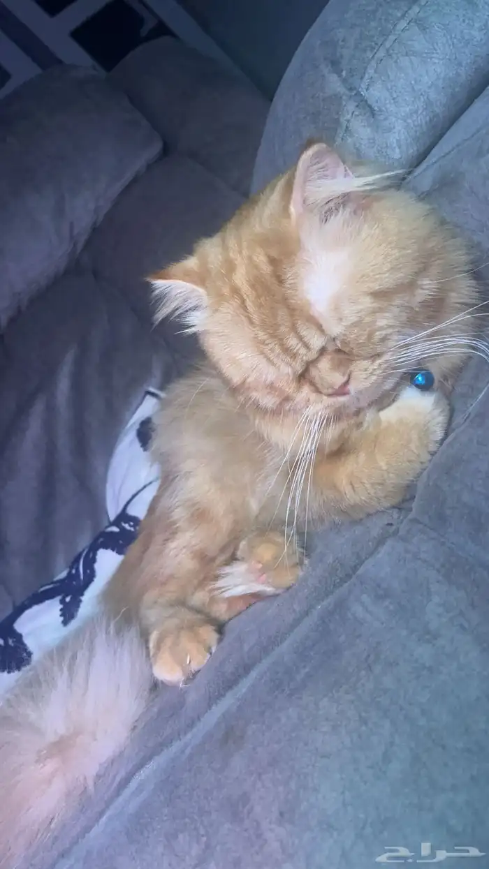 العمر سنتين - ذكر - نظيف لايوجد امراض 1