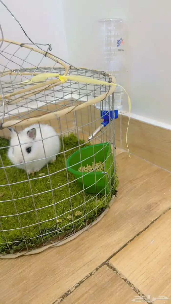 ارانب قزميه 1