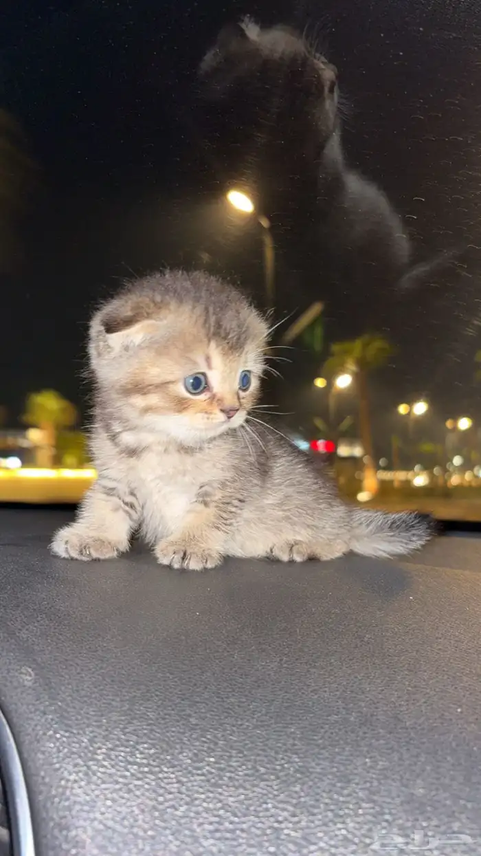 قطه سكواتش فولد 2