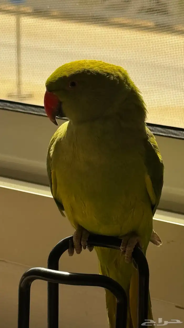 ببغاء الدرة عمر 3 أشهر في حاله صحيه جيدة جد ا 1