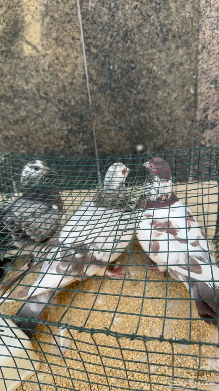 حمام سوري وعربي ودجاج باكستاني 0