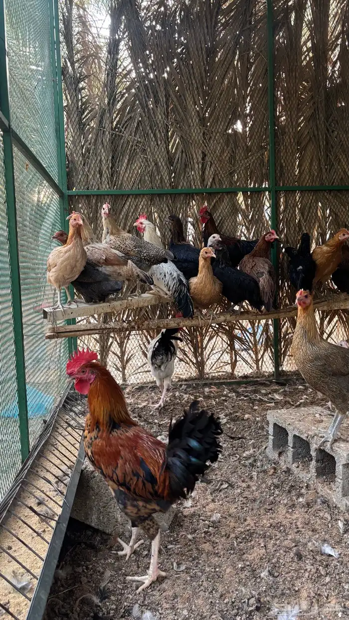 دجاج وديكه 0