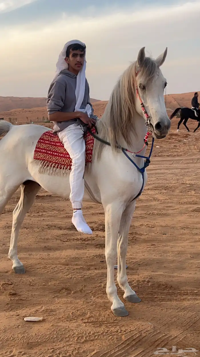 حصان شعبي للبيع 3