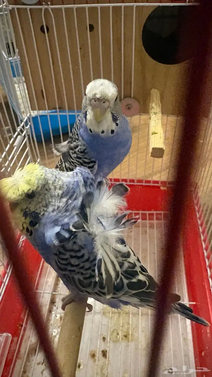 طيور بادجي 3