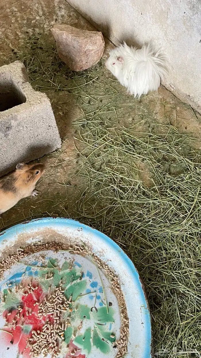 وبران بلدي و أمريكي 4