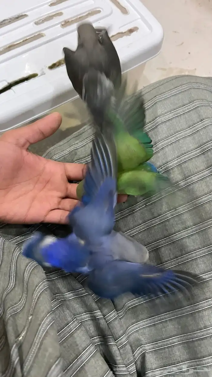 طيور روز. اليفه تفريد 200 جمله 150 3