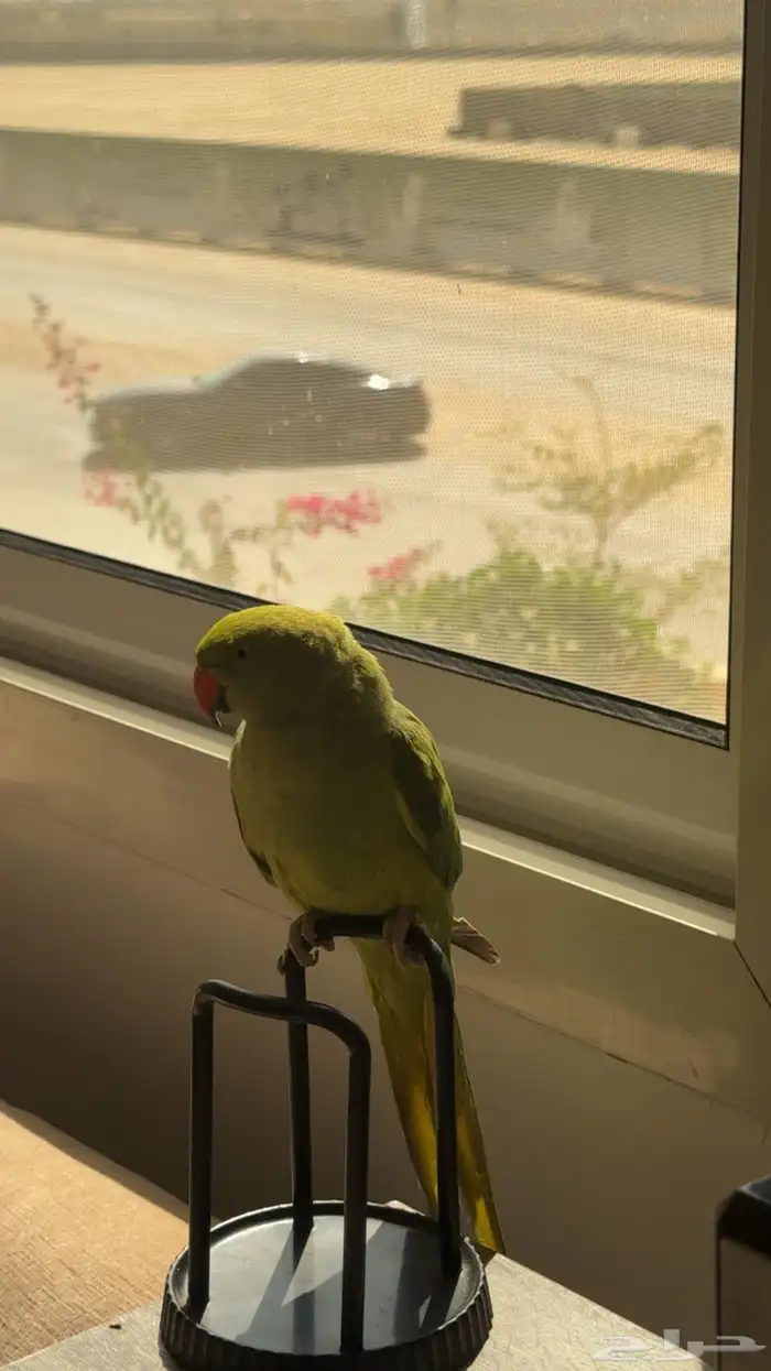 ببغاء الدرة عمر 3 أشهر في حاله صحيه جيدة جد ا 0