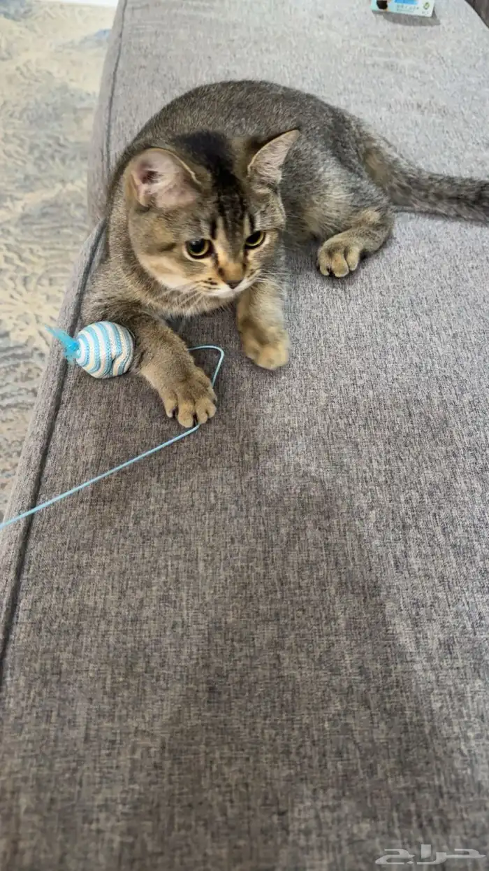 قطوه اسكتلنديه 0