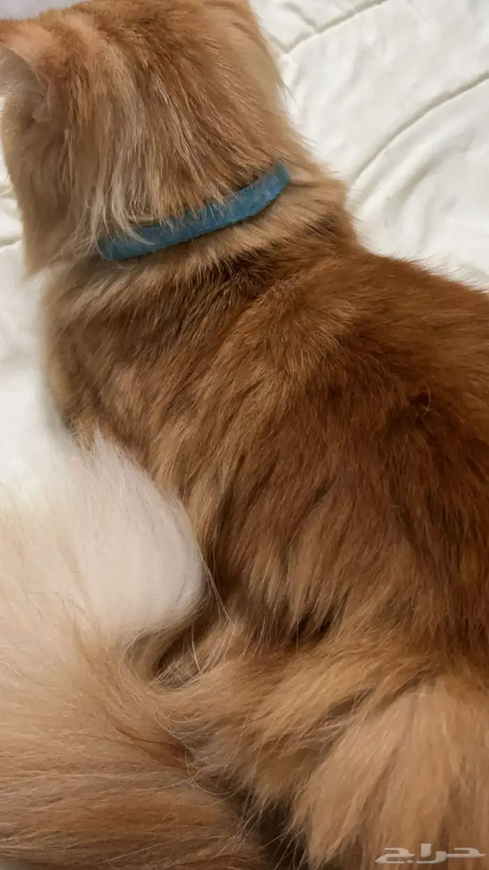 العمر سنتين - ذكر - نظيف لايوجد امراض 0