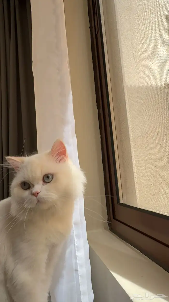 قطه شيرازي 1