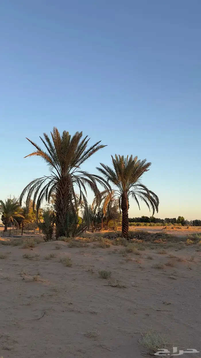 نخخل سلج خشرم صقعي متعدد للبيع سمح 3