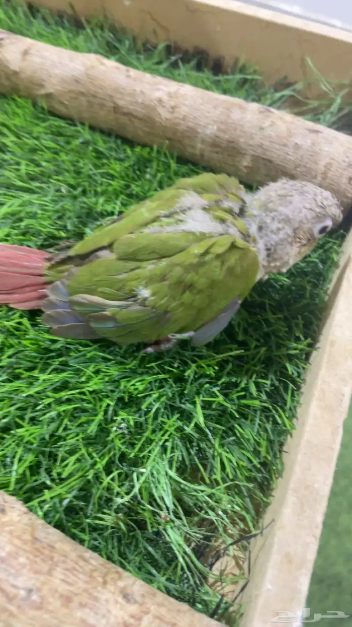 فرخ كنيور ( تم البيع ) 3