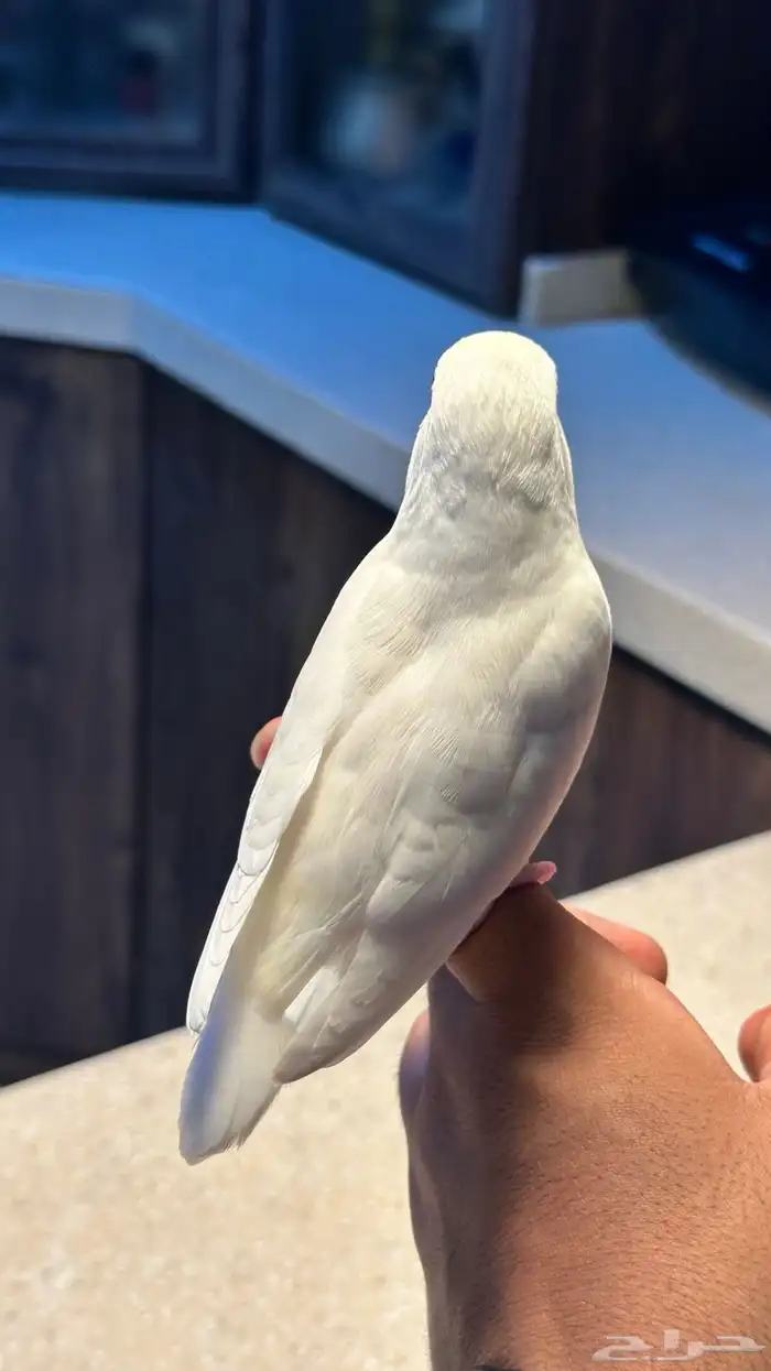 روز البينو مستوى ماشاءالله و بياضين 2