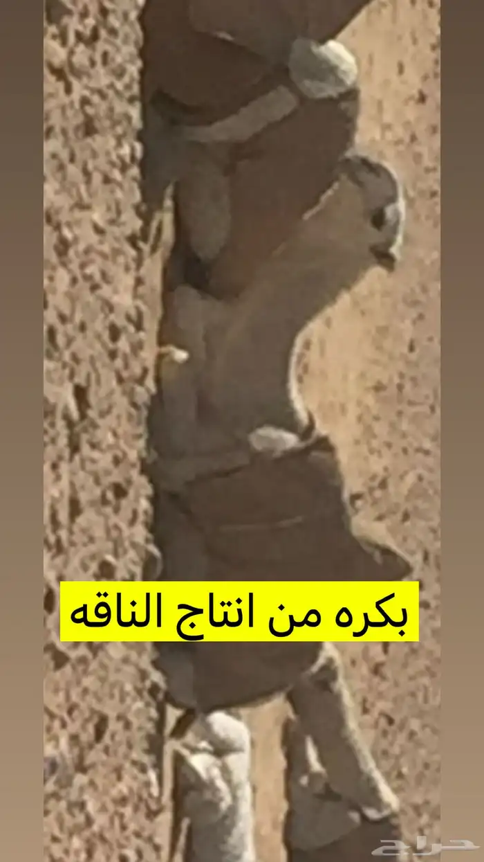 للبيع عشرا وضحا منتج جاهزه لضراب 1