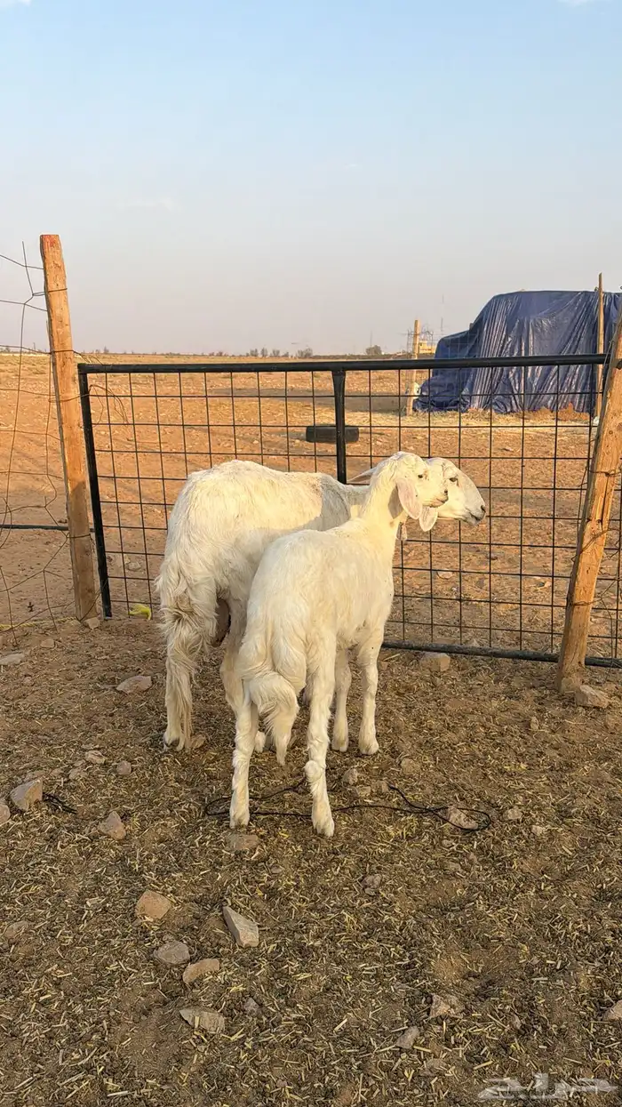 شاة والد خلفه تحتها طلي 0