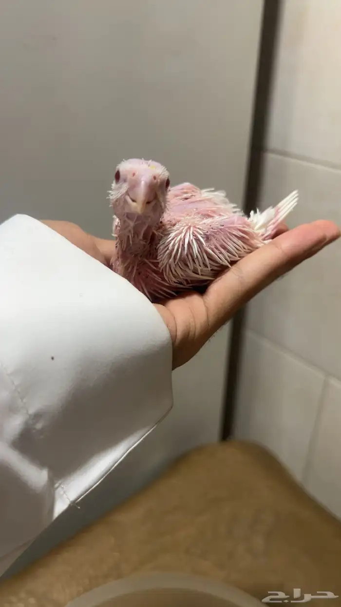 فروخ كروان الوان مميزه وأحجام جامبو ماشاءالله 5