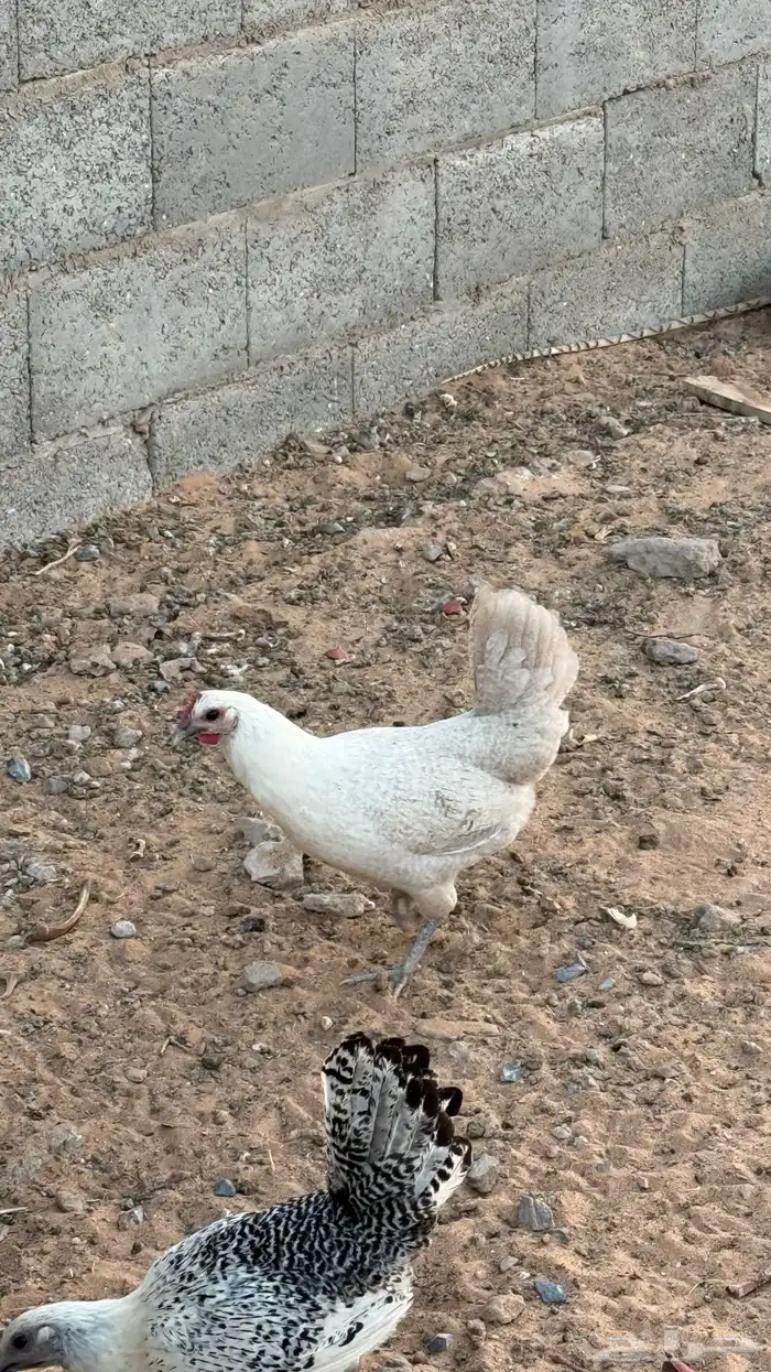 دجاج للبيع 2