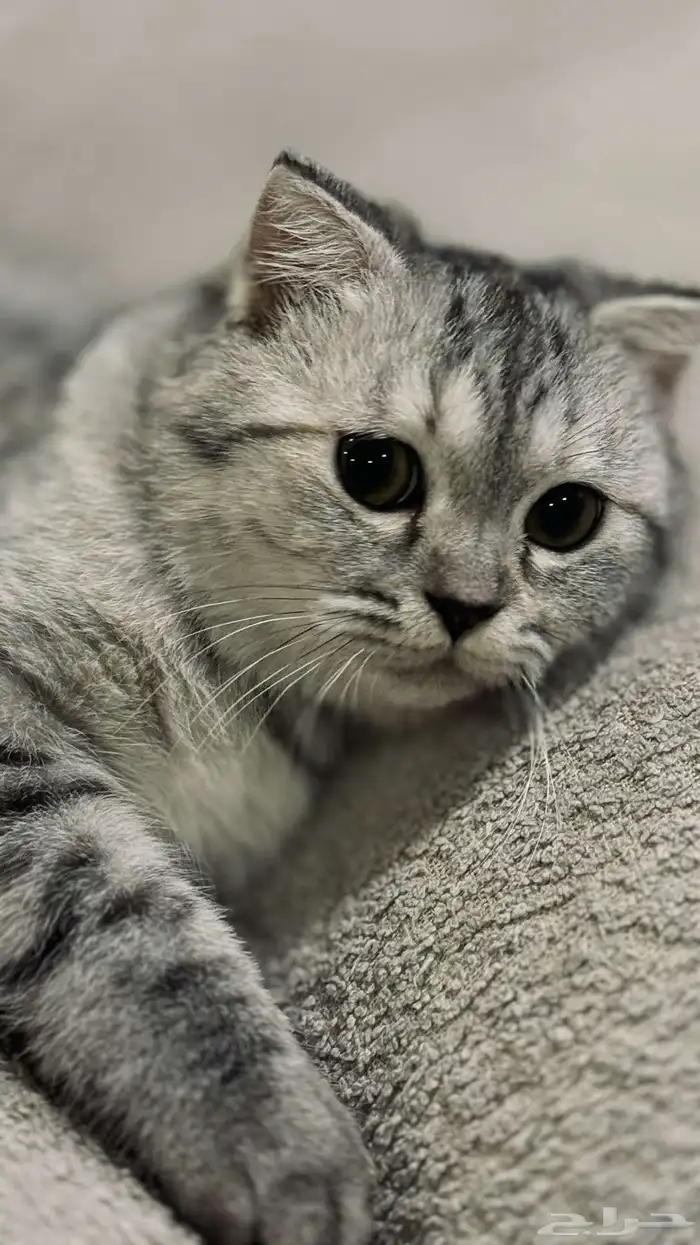 قطه سكوتش للتبني بدون مقابل 2