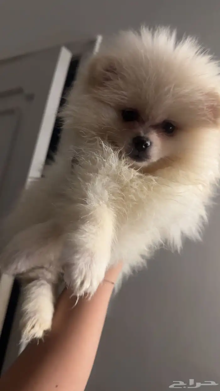 بومرينيان تيدي فيس 1