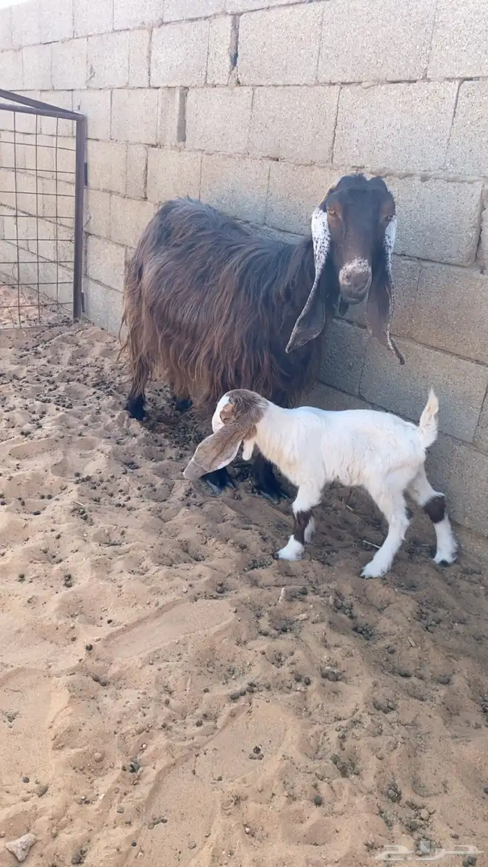 عنز والد معزى 0