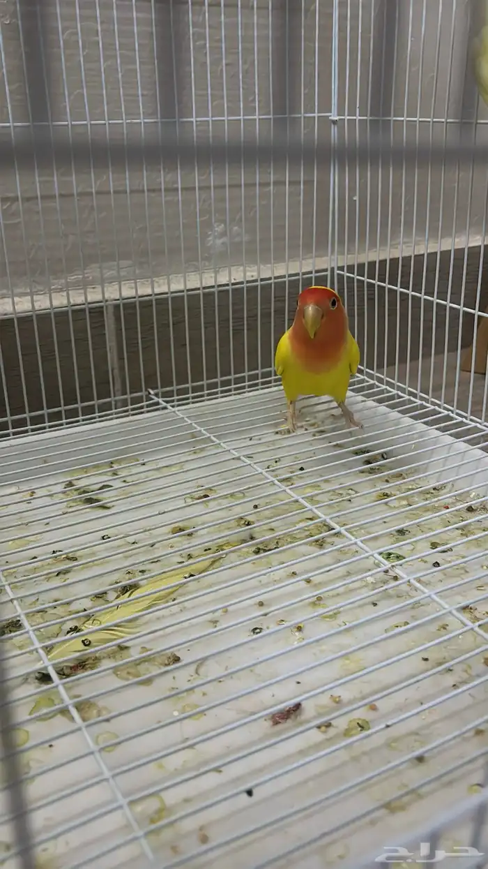 جوز روز منتج 2