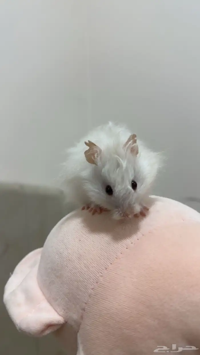 زوج هامستر 1