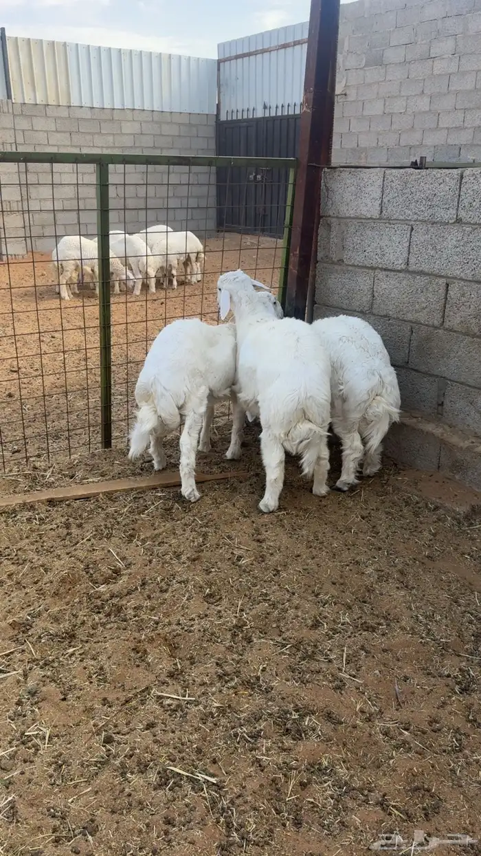 ذبايح حري نظيف شرط 3