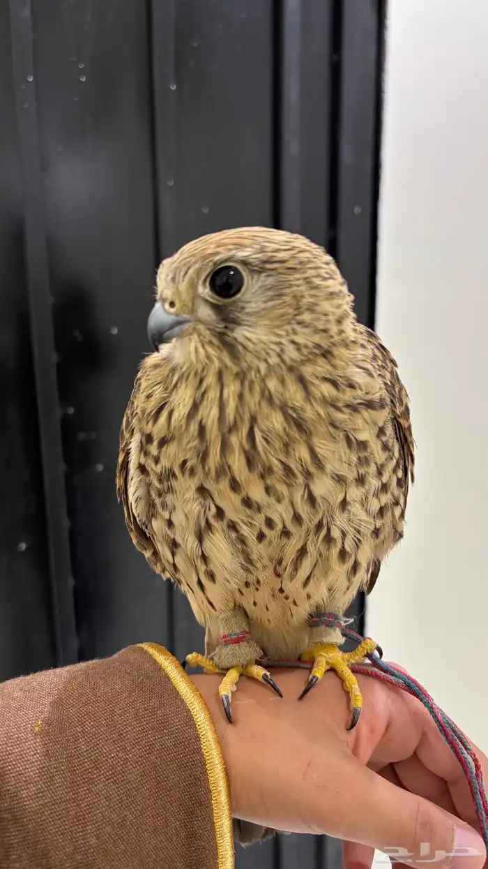 باشك او شبوط اليف 2