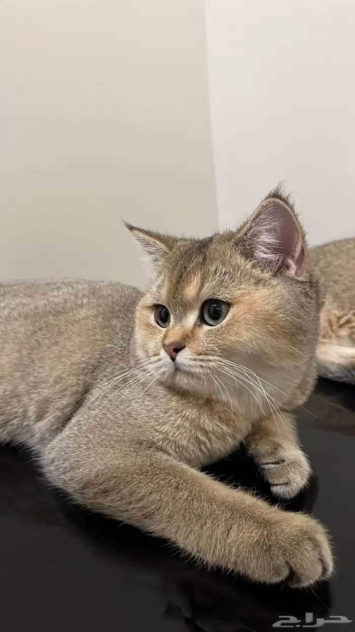 سكوتش ستريت بيور قولد 0