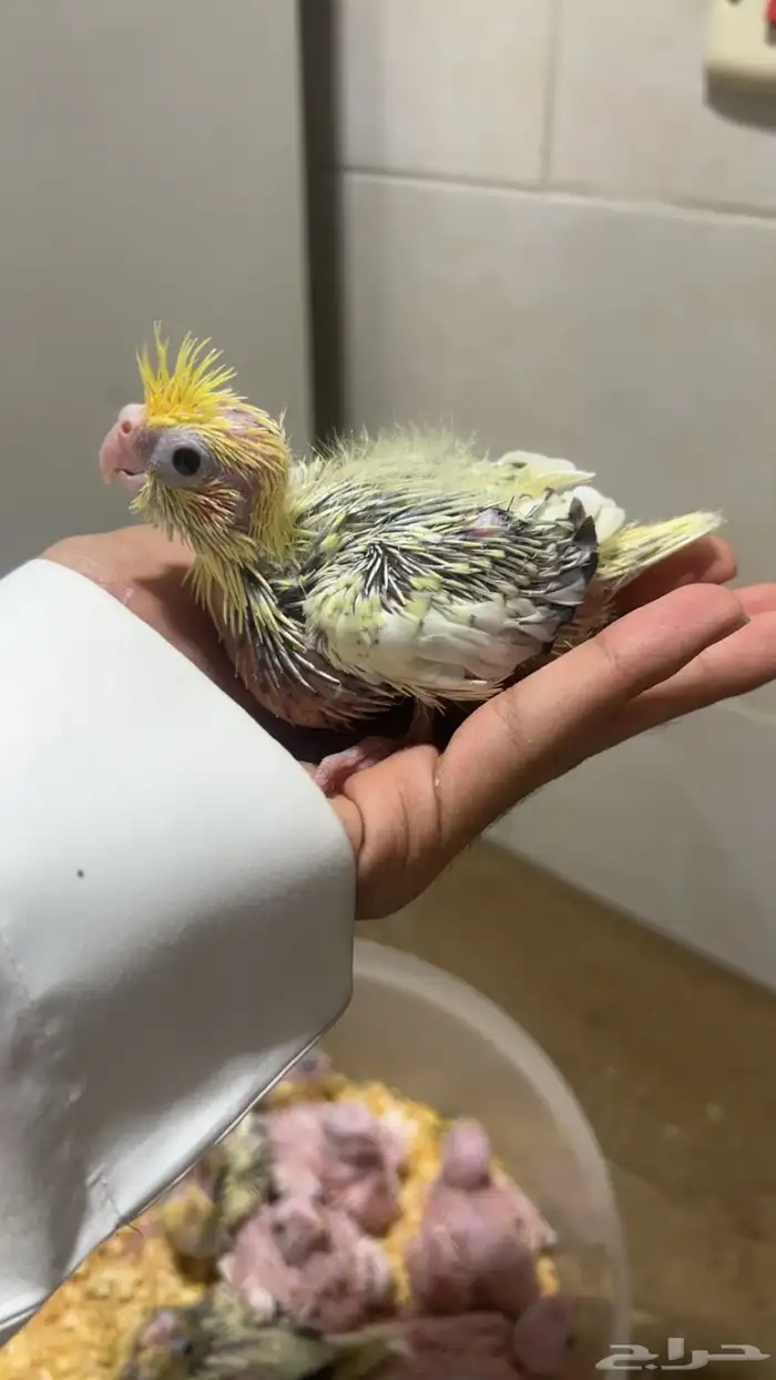 فروخ كروان الوان مميزه وأحجام جامبو ماشاءالله 1