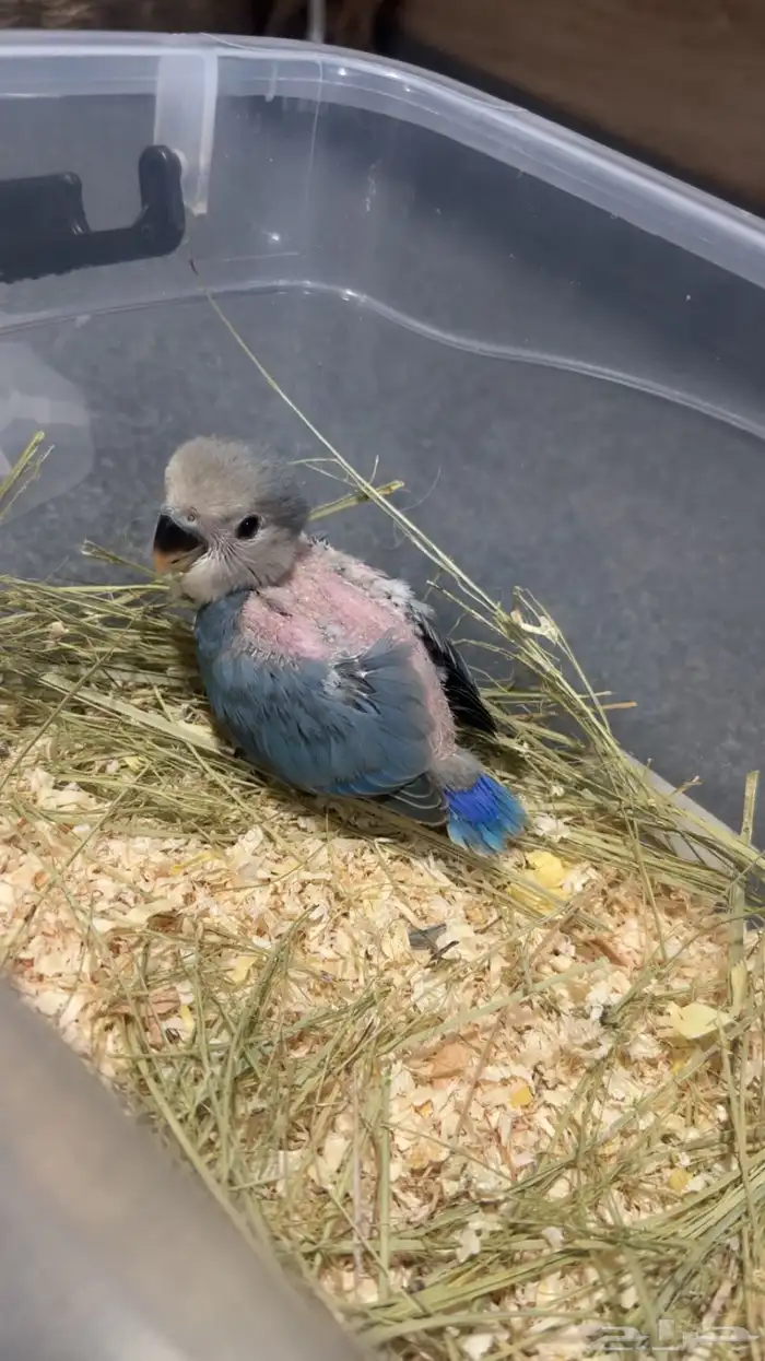 فرخ روز هولندي 0