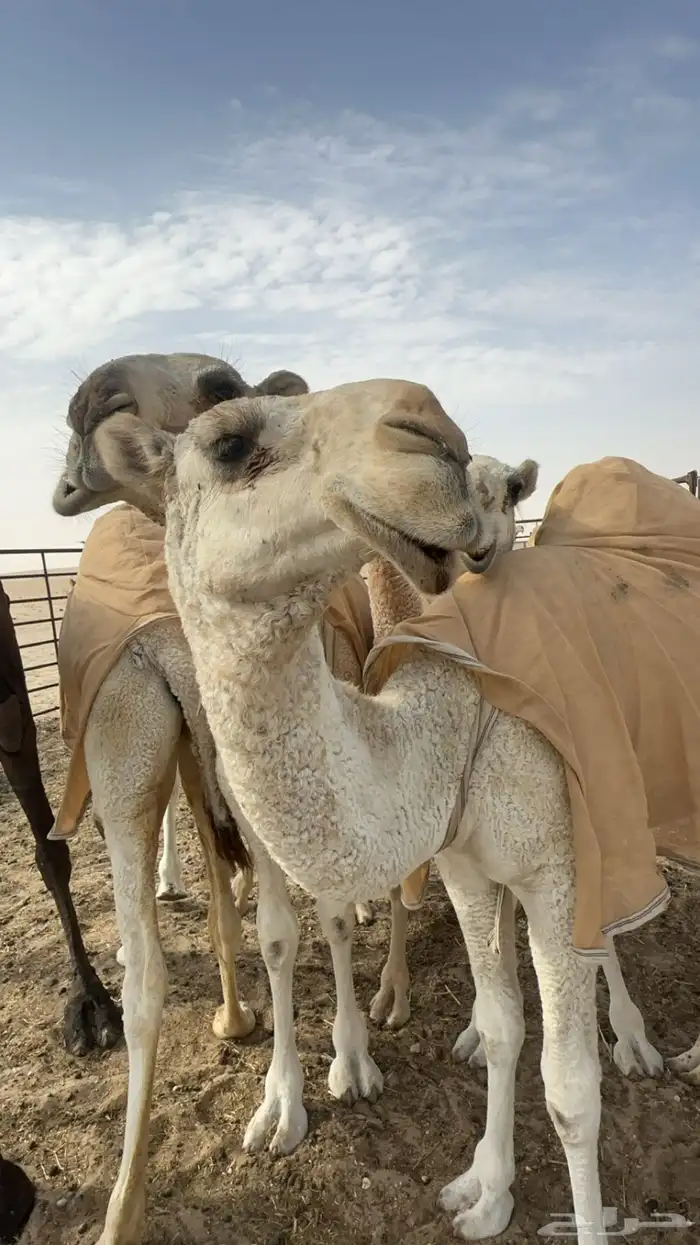 بكره طيبه كفو 0