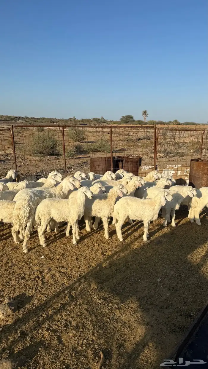 بهم مخلوط العدد 30 وكثره طليان 0